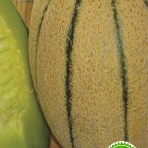 بذر طالبی سمسوری